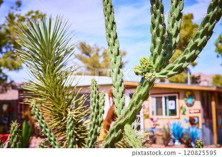 Vibrant Desert Cactus and Yucca with Rustic Art Background Eye-Level View Vibrant Desert Cactus and Yucca with Rustic Art Background Eye-Level View 120825595