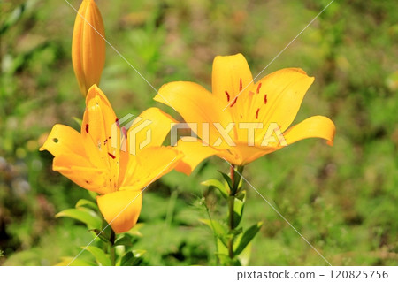 Lily flower 120825756