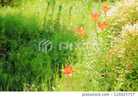 百合花 百合花 120825757