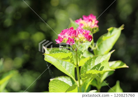 可愛的繡球花 120825760