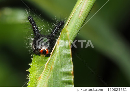 Crocodon蝴蝶幼蟲 120825881