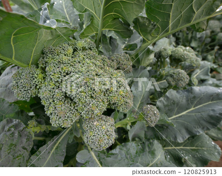 Cultivation of broccoli Cultivation of broccoli 120825913