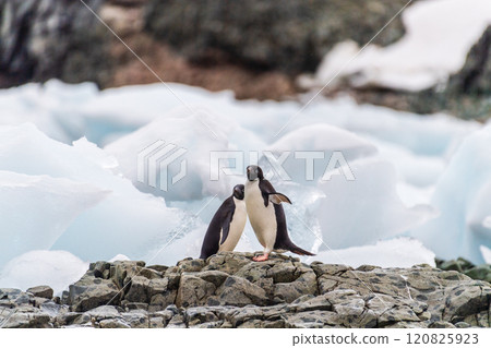 Impression of the Adelie Penguin Colony at the fish islands Impression of the Adelie Penguin Colony at the fish islands 120825923