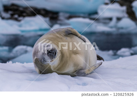 Crabeater Seal resting on a sheet of ice 120825926