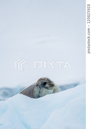 Close-up of a Weddell seal Close-up of a Weddell seal 120825928