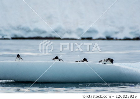 Cape Petrels resting on an iceberg 120825929