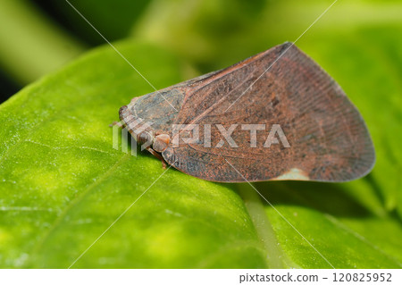 Chinese grasshopper (invasive species) 120825952
