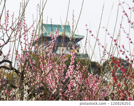 Plum and Osaka Castle 120826201