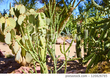 Southwestern Desert cactus in Daylight Botanical Conservatory Eye-Level View 120826785