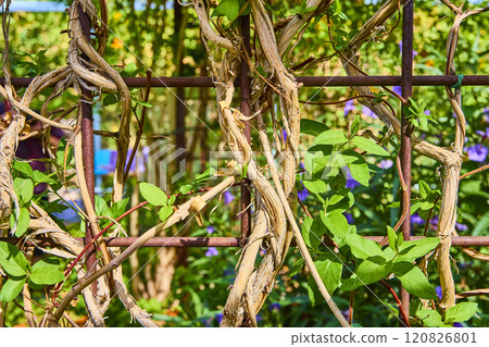 Vine-Covered Trellis in Sunlit Garden Eye Level Perspective Vine-Covered Trellis in Sunlit Garden Eye Level Perspective 120826801