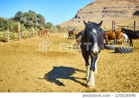 Black and White Horse in Desert Landscape Eye Level Perspective 120826846