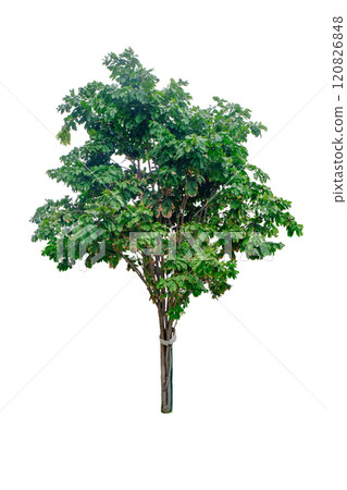 Maniltoa grandiflora tree Maniltoa grandiflora tree 120826848