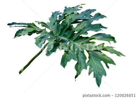 philodendron xanadu summer tropical plant leaf philodendron xanadu summer tropical plant leaf 120826851