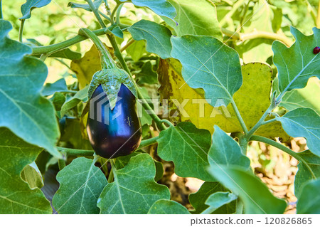 Ripe Eggplant in Lush Garden Daylight Close-Up Ripe Eggplant in Lush Garden Daylight Close-Up 120826865