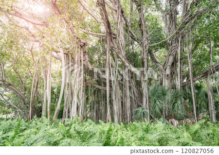 Banyan tree 120827056