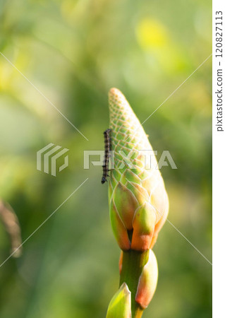 A small caterpillar resting on the tip of the ear A small caterpillar resting on the tip of the ear 120827113