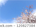 發光在春天藍天的櫻花 120827384