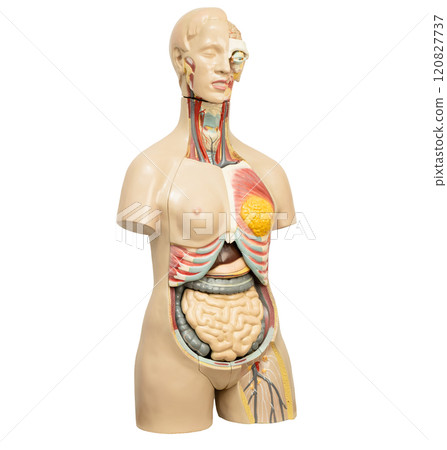 Human penis with intestine in woman body model anatomy for medical training course, teaching medicine education. 120827737