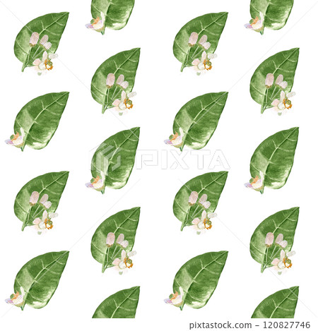 Delicate orange fruit flowers and leafs, watercolor seamless half drop pattern isolated on white. Hand-painted high quality art is perfect for textile, wrapping paper, packaging, home decor, prints Delicate orange fruit flowers and leafs, watercolor seamless half drop pattern isolated on white. Hand-painted high quality art is perfect for textile, wrapping paper, packaging, home decor, prints 120827746