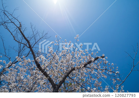 櫻花盛開的太陽 120827793