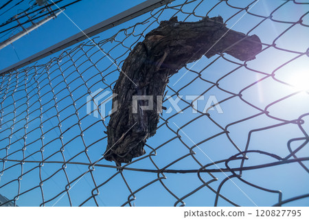 Tree branch embedded in fence Tree branch embedded in fence 120827795