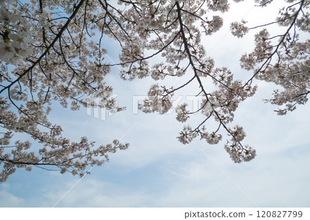 向著天空綻放的櫻花 向著天空綻放的櫻花 120827799