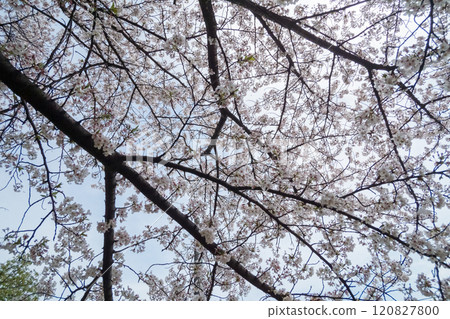 我抬頭看著櫻花樹 120827800