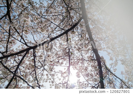 陽光透過櫻花樹照進來 陽光透過櫻花樹照進來 120827801