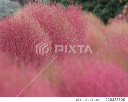 Autumn leaves Kokia 120827808