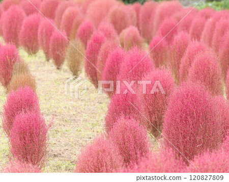 Kokia with red color 120827809