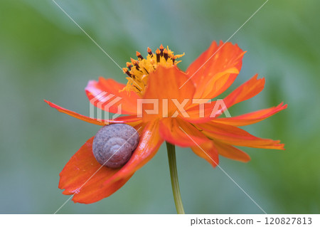 蝸牛用花瓣禦寒 120827813