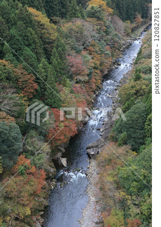 Autumn foliage in the Tomisato Valley of the Dozan River (the longest tributary of the Yoshino River) (late autumn) Autumn foliage in the Tomisato Valley of the Dozan River (the longest tributary of the Yoshino River) (late autumn) 120827851