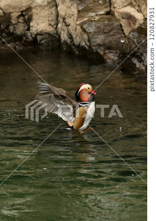 A male mandarin duck flapping its wings 120827931