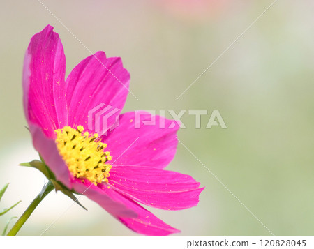 Red cosmos blooming happily 120828045