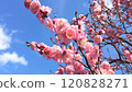 梅花和藍天 120828271