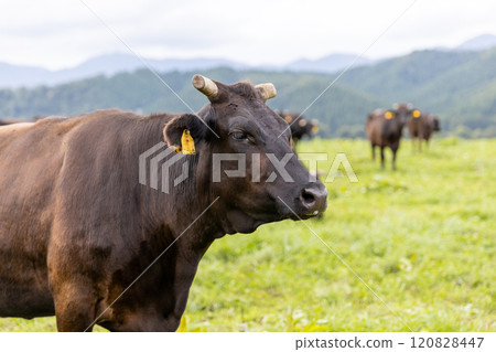 高原牧場的一群牛 120828447