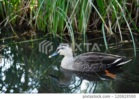 Cargamo在池塘里游泳 Cargamo在池塘里游泳 120828500
