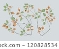 Autumn-colored leaves and branches 120828534