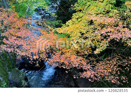 Minoh Falls Trail: Autumn leaves and flowing water Minoh Falls Trail: Autumn leaves and flowing water 120828535