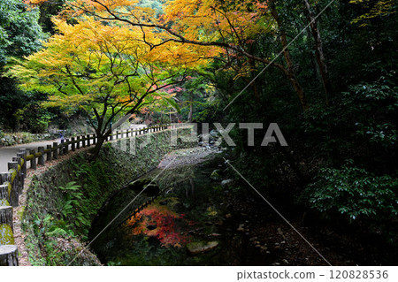 Autumn leaves reflected on the surface of the Minoh River 120828536