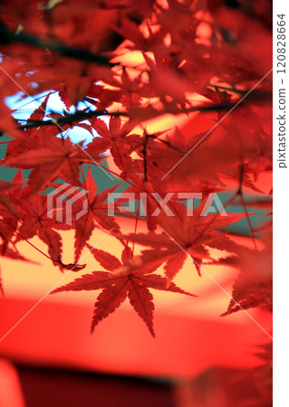 秋天的楓葉 秋天的楓葉 120828664