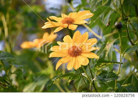 Nitobekiku Nitobekiku 120828756