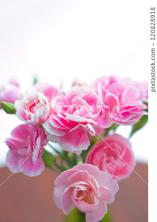 A flower living in a vase A flower living in a vase 120828918