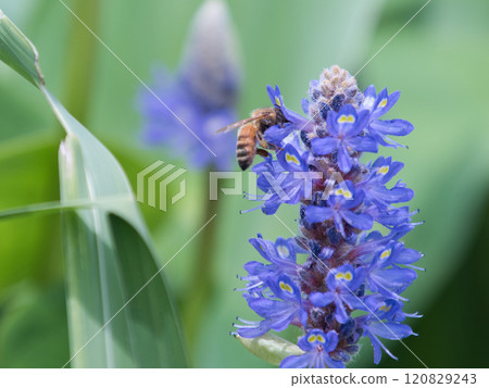 蜜蜂棲息在蓬泰德里亞 120829243