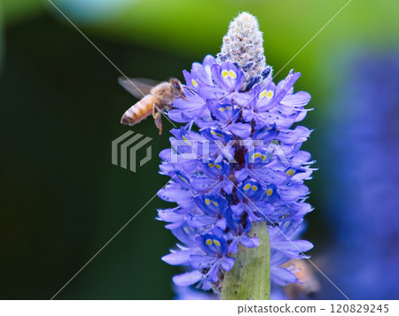 蜜蜂棲息在蓬泰德里亞 蜜蜂棲息在蓬泰德里亞 120829245