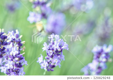 紫色薰衣草花 紫色薰衣草花 120829248