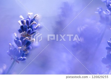 藍色薰衣草花 120829255