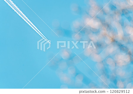 A soft landscape created by an airplane flying in the spring blue sky and blurred cherry blossom trees 120829512