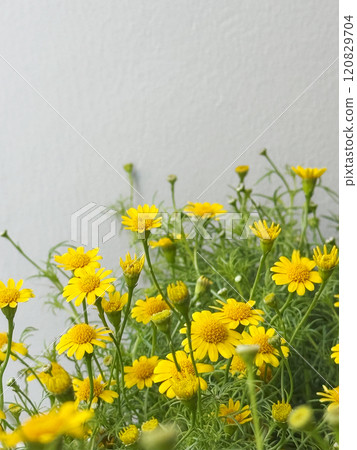 Dahlberg daisy flowers with copy space 120829704