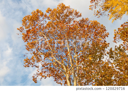 A plane tree with autumn leaves 120829716